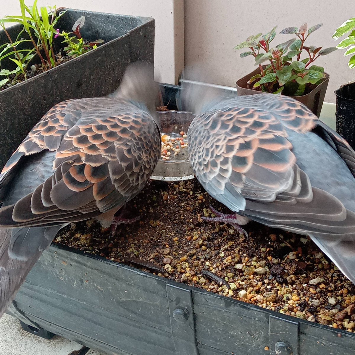 スワロフスキー キジバト 愛の鳥 楽天市場】スワロフスキー キジバト