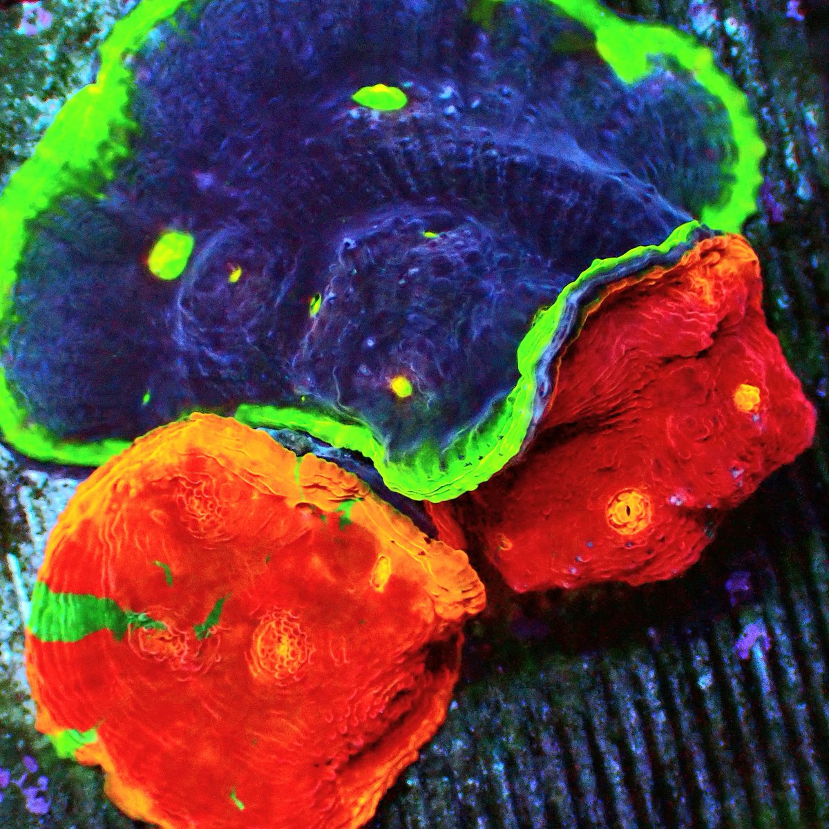 KYOUYA CORALS (@kyouya_Coral) / Posts / X