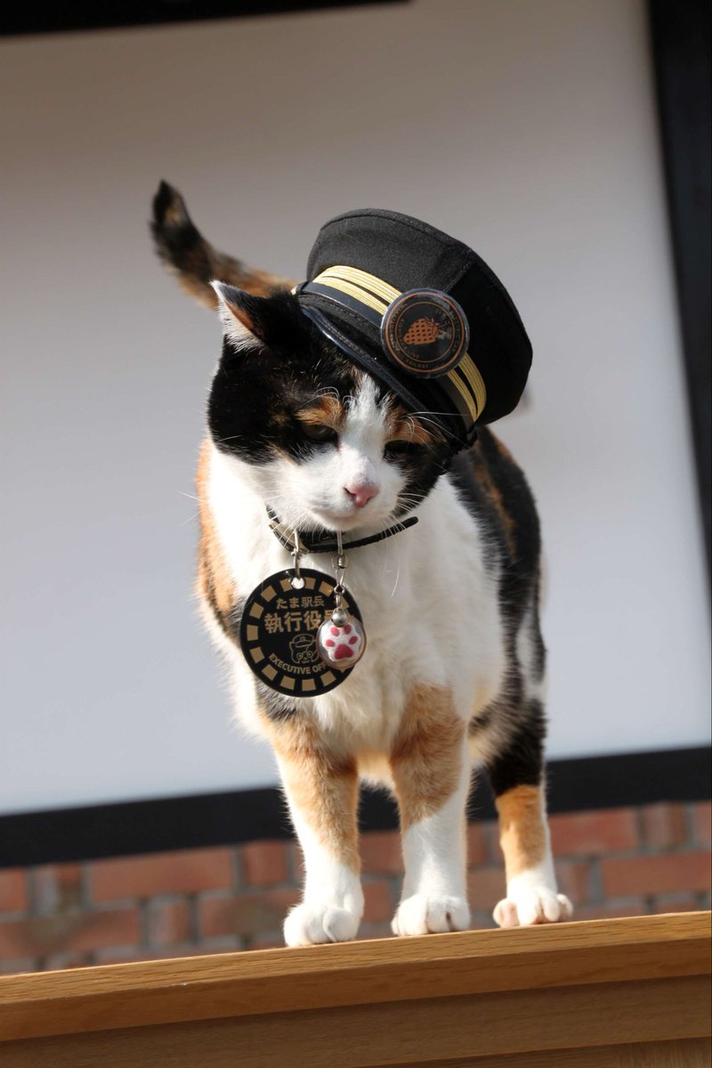 駅長たま (@ekichoTAMA) / Posts / X