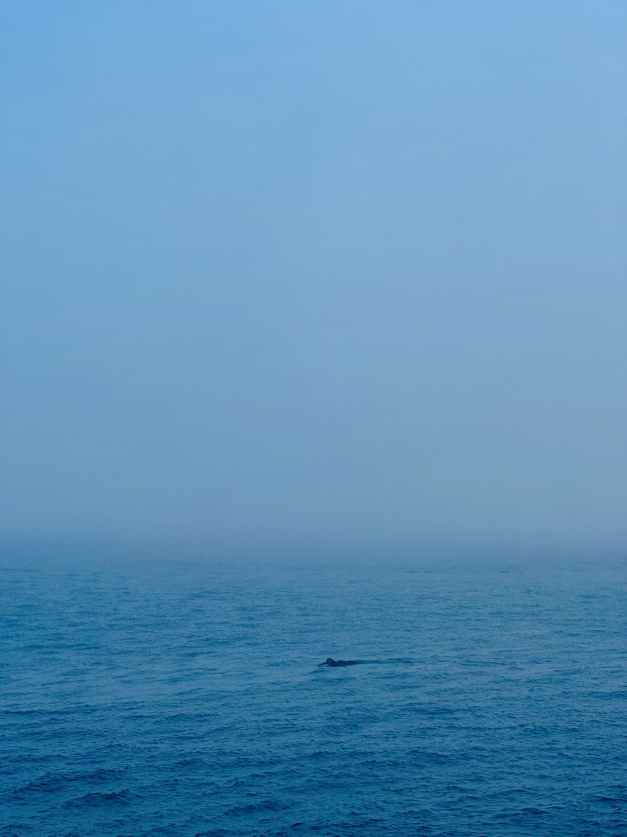 html5cat's tweet image. 