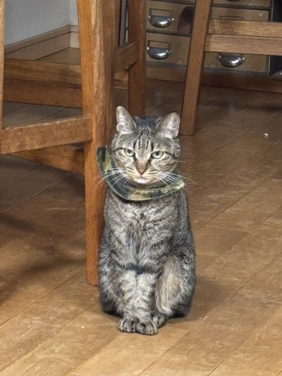 どこかの猫好き Amazon | パッションモデルズ 1/12 猫好きが認めるネコ 5種セット