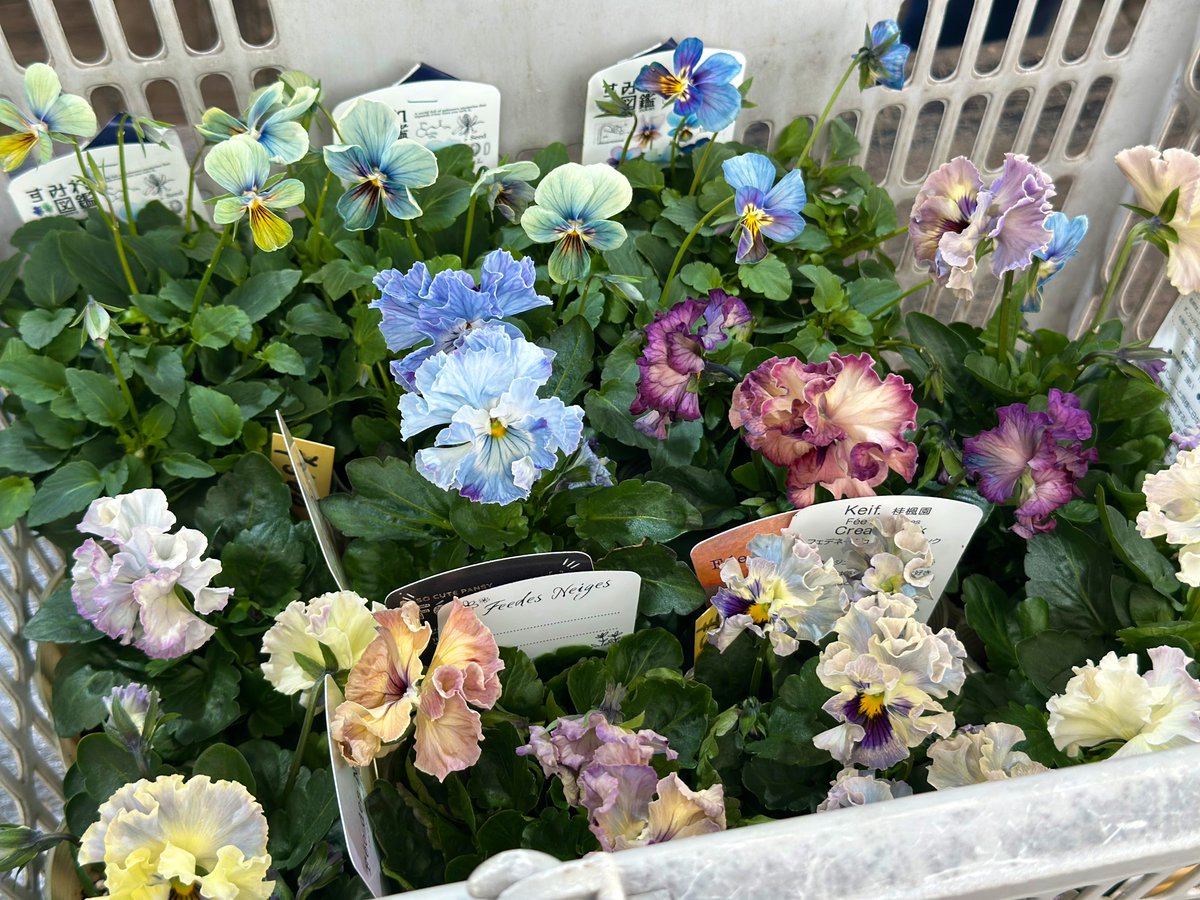 カマキリ　レジンヘアゴム　より鮮やかな世界　紫のお花 カマキリ レジンヘアゴム より鮮やかな世界 紫のお花 カマキリレジン