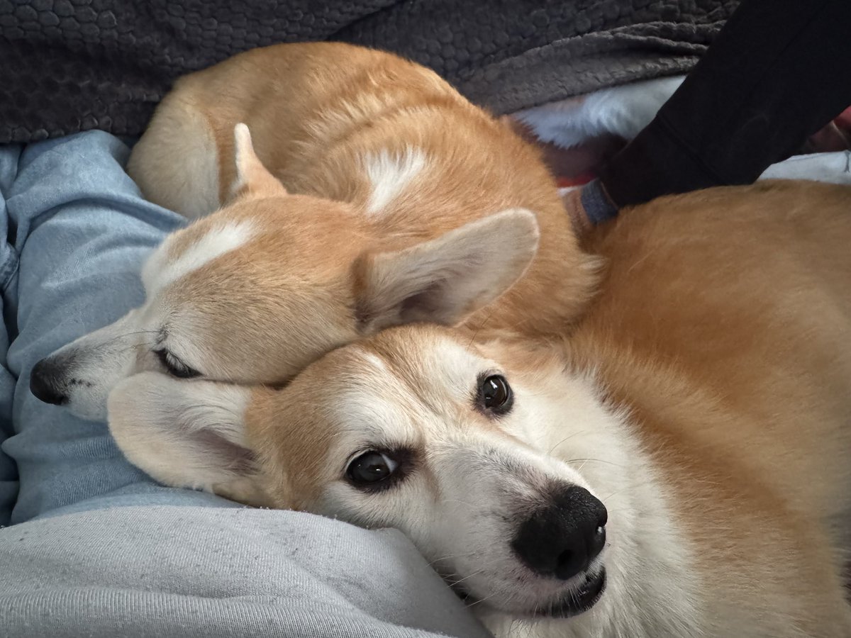 ルーちゃんママ (@tu_qwl) / Posts / X