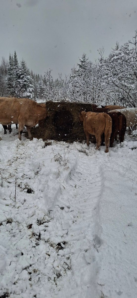 First snowfall of the year. It was a good one too!