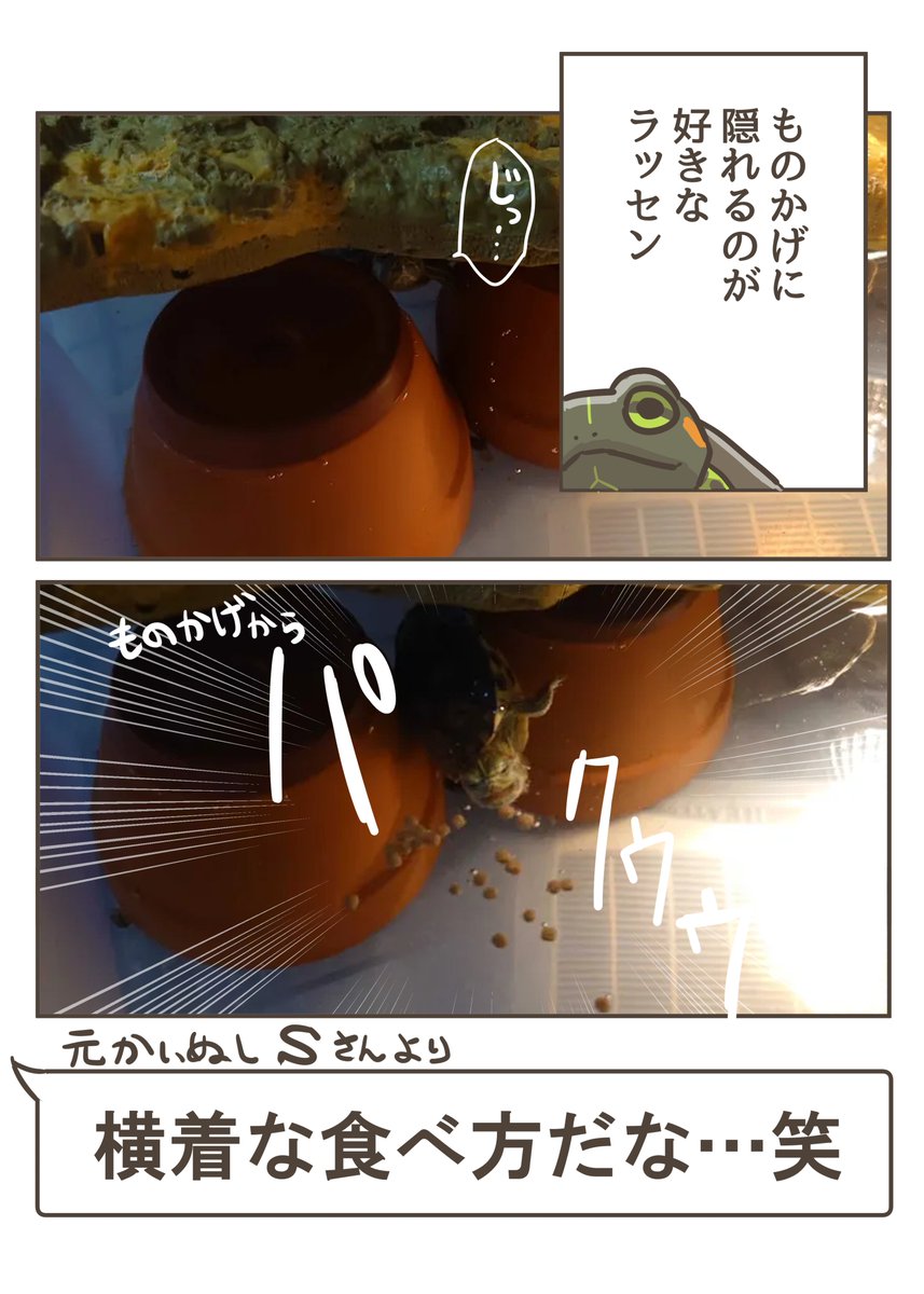 ものかげで食事 #カメのあずかりレポ漫画 