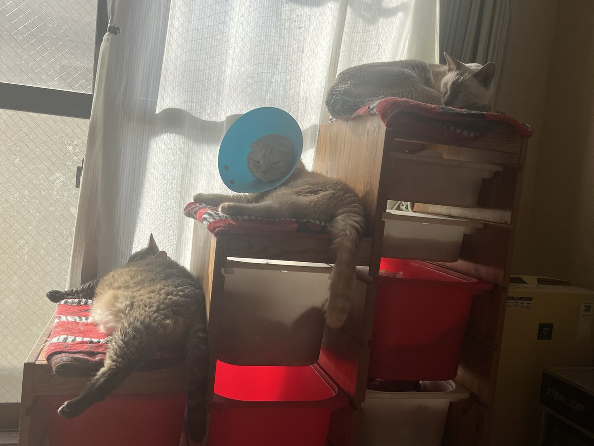 CATSPLANET's tweet photo. ３段

#キャッツプラネット　#高崎　#お昼寝 https://t.co/w01uzv1XsR