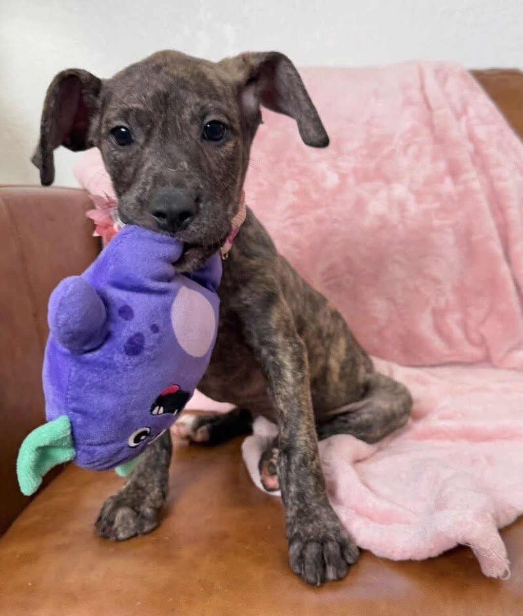 Leisha Louise Lurvey