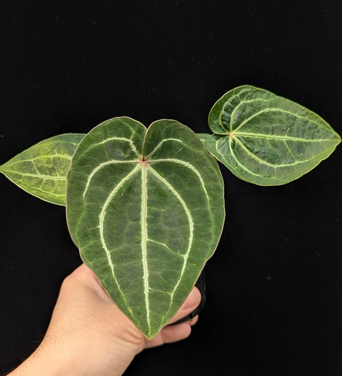 ForestHigh (@ForestHigh971) / Posts and Replies / X