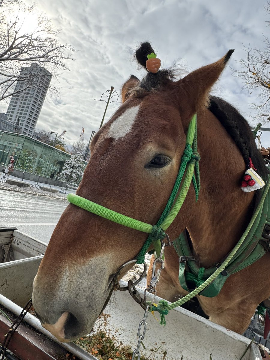 あんず (@anzu311) / Posts / X