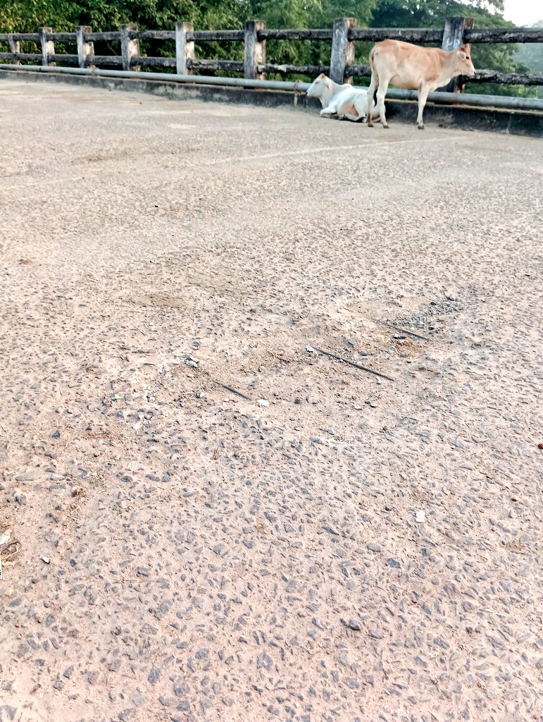 milurout's tweet photo. The river bridge at Dobandha, Kerandipur GP under Chandanpur P.S. is in a very poor &amp; risky condition. Daily commuters are using this damaged structure with fear. Urgent steps for repair &amp; safety measures at the earliest, before any mishap occurs.
#PublicSafety#Puri #Chandanpur https://t.co/WgwXQEvbd6
