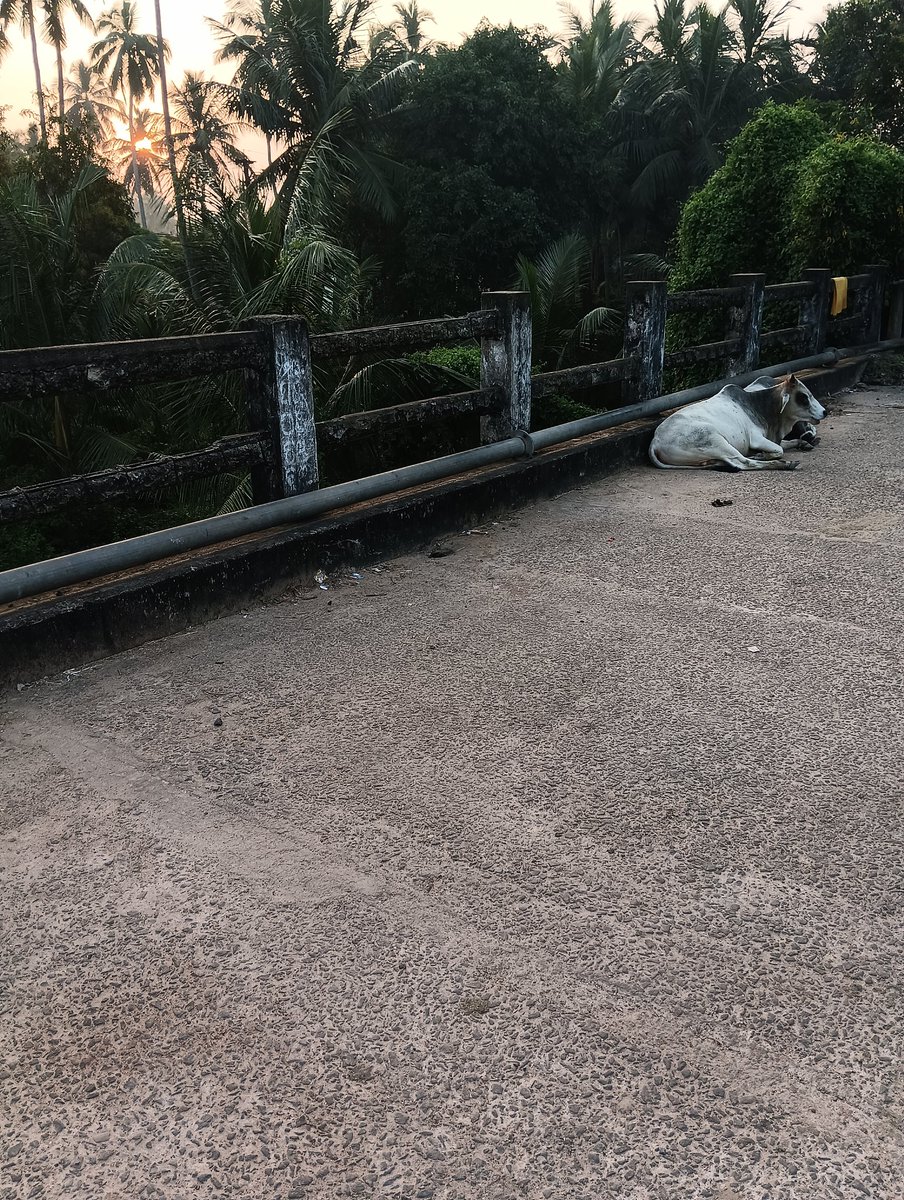 milurout's tweet photo. The river bridge at Dobandha, Kerandipur GP under Chandanpur P.S. is in a very poor &amp; risky condition. Daily commuters are using this damaged structure with fear. Urgent steps for repair &amp; safety measures at the earliest, before any mishap occurs.
#PublicSafety#Puri #Chandanpur https://t.co/WgwXQEvbd6