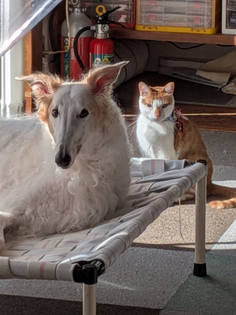 昨日くうちゃんに僕の納豆を食べられました。
がんぼるぞい。

translation:
Kuu-chan ate my natto yesterday.