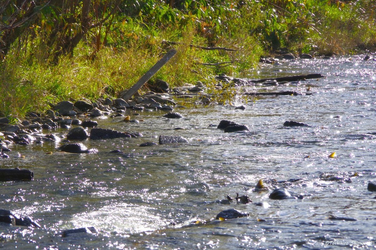 polaris_guides's tweet image. 【#サケの遡上 観察へ🐟】

東京から来られたお客様をご案内して #サケ遡上 観察ツアーに行って来ました☺

今年は記録的な #サケ の不漁だった #北海道 ですが、この川には例年並みにたくさんのサケが上って来ていました✨

川の中には産卵された #イクラ。川沿いには #クマの足跡 もありました🐻