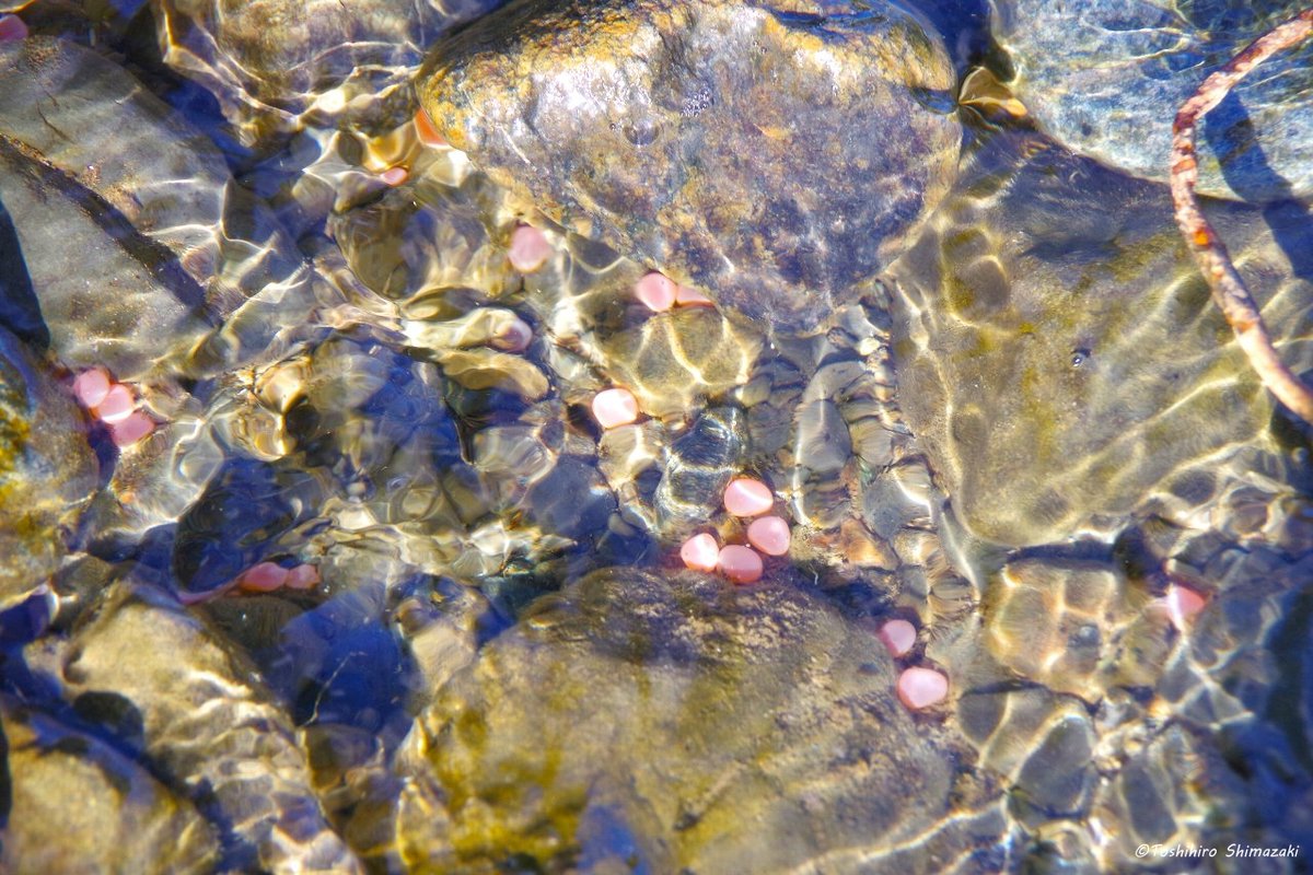 polaris_guides's tweet image. 【#サケの遡上 観察へ🐟】

東京から来られたお客様をご案内して #サケ遡上 観察ツアーに行って来ました☺

今年は記録的な #サケ の不漁だった #北海道 ですが、この川には例年並みにたくさんのサケが上って来ていました✨

川の中には産卵された #イクラ。川沿いには #クマの足跡 もありました🐻