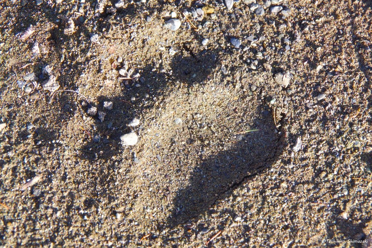 polaris_guides's tweet image. 【#サケの遡上 観察へ🐟】

東京から来られたお客様をご案内して #サケ遡上 観察ツアーに行って来ました☺

今年は記録的な #サケ の不漁だった #北海道 ですが、この川には例年並みにたくさんのサケが上って来ていました✨

川の中には産卵された #イクラ。川沿いには #クマの足跡 もありました🐻