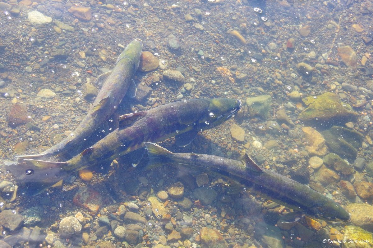 polaris_guides's tweet image. 【#サケの遡上 観察へ🐟】

東京から来られたお客様をご案内して #サケ遡上 観察ツアーに行って来ました☺

今年は記録的な #サケ の不漁だった #北海道 ですが、この川には例年並みにたくさんのサケが上って来ていました✨

川の中には産卵された #イクラ。川沿いには #クマの足跡 もありました🐻