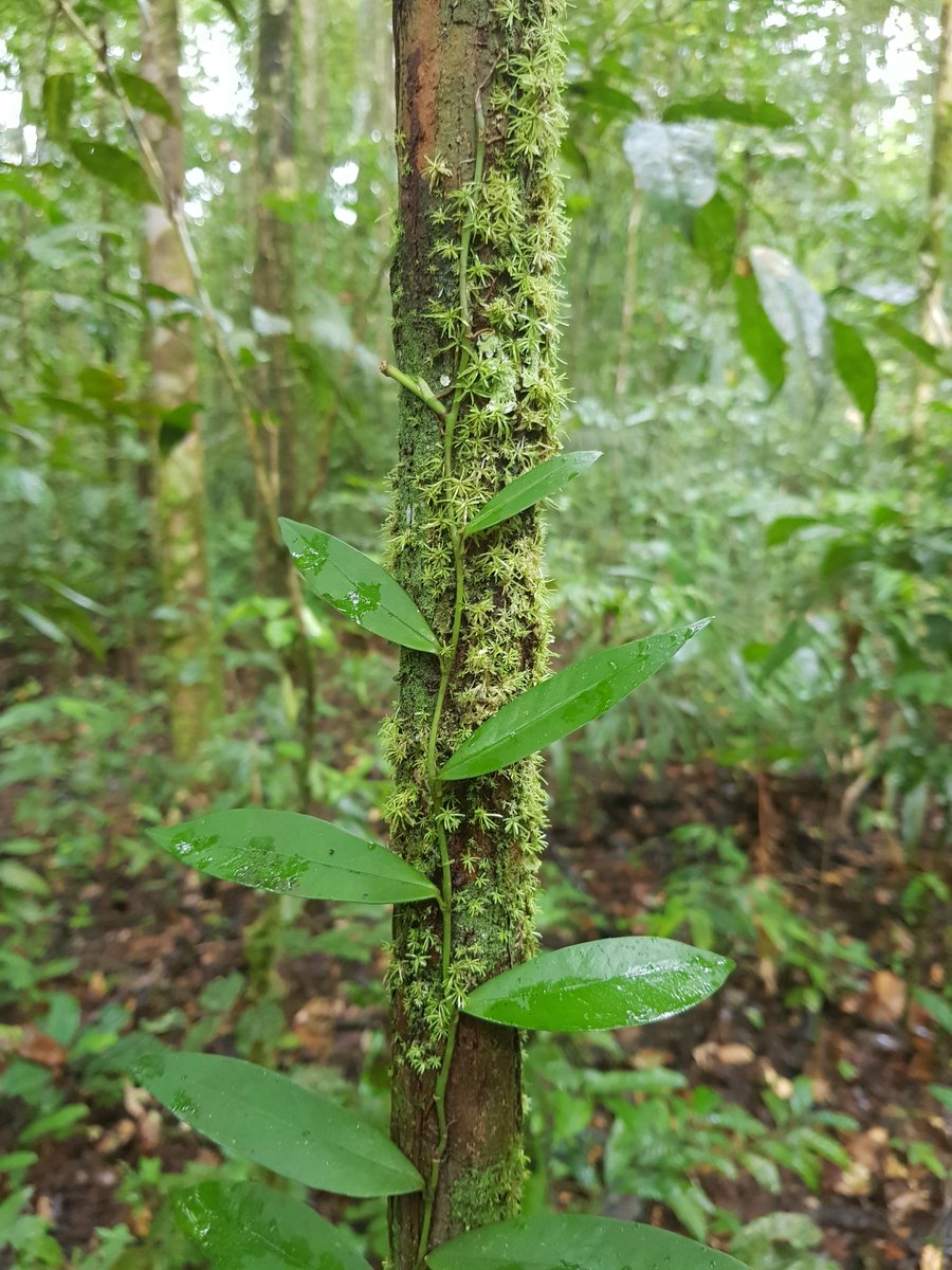 TFFF: ¿Puede el Fondo para los Bosques Tropicales realmente ayudar a preservar los bosques del mundo? NatGeo lo explica

Nota completa: dis.la/60047P58g

📸 Ana Cláudia Lira-Guedes/Embrapa