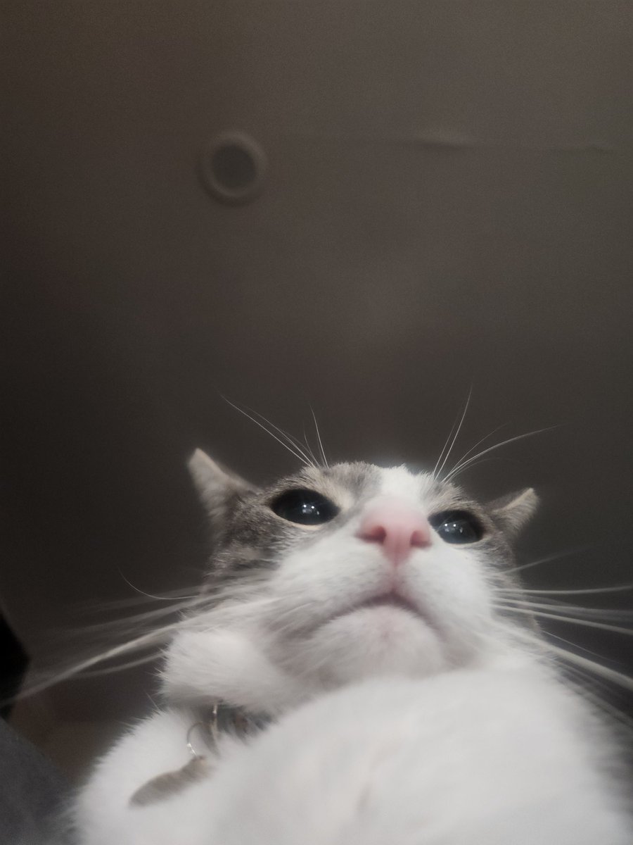 waverlyCraving's tweet photo. Took this UNGODLY photo of my cat rn https://t.co/KdYYvzFwgo