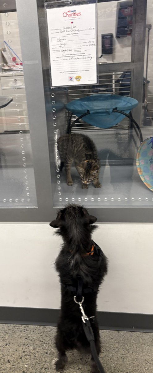 GMaclagan's tweet image. Dudley made a friend at @PetSmart today before we attended puppy school