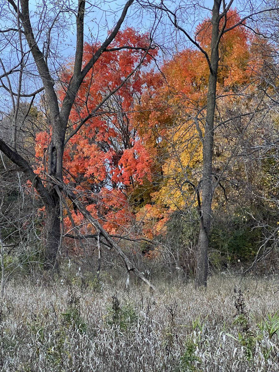 kunrup's tweet photo. Late evening walk around neighborhood. Getting ready mentally for the winter weather starting on Sunday.
They are saying up to 10cm snow in the forecast.
#brampton #stayactive #staymotivated #walkforfun #walkforhealth #activelifestlye #couplegoals #november https://t.co/UF9dNmvjPf