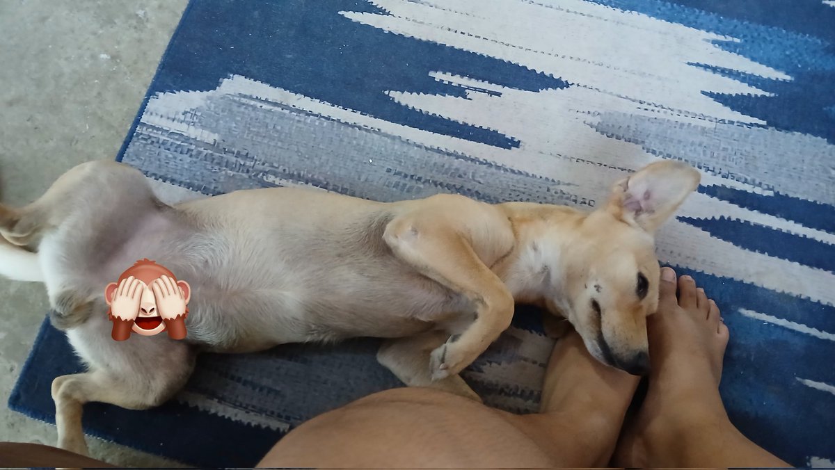 itsvanessach's tweet photo. El es Perro ... si así se llama Perro, en general no es mio pero es el nuevo perro de la colonia y tiene mas de 3 nombres jajaja me cae bien perro https://t.co/e89ihdAD3Q