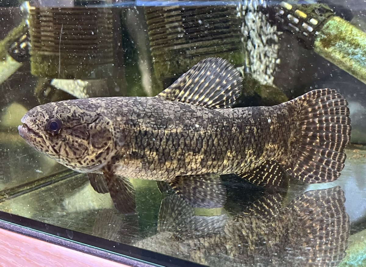 kimuraebinamazu's tweet image. ブラックタライロン😄
でかくなった！
#ブラックタライロン