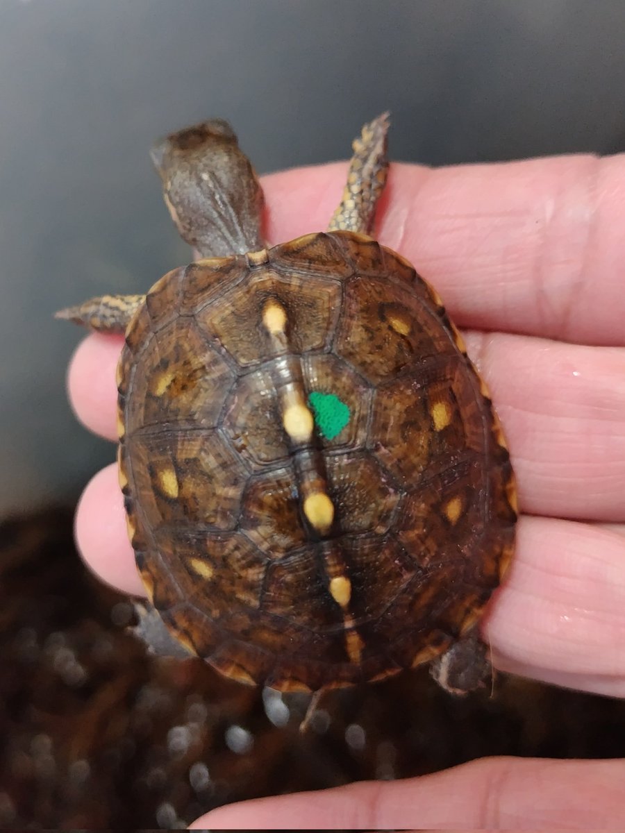 34_wgnc's tweet image. 良い感じに育っていますね。　(^⁠_⁠^)
#トウブハコガメ 
#Easternboxturtle 
#Terrapenecarolinacarolina 
#burikura
