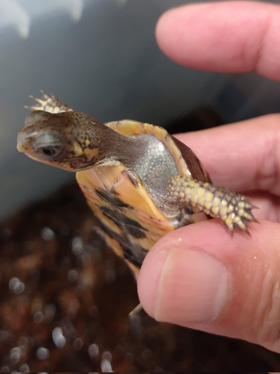 34_wgnc's tweet image. 良い感じに育っていますね。　(^⁠_⁠^)
#トウブハコガメ 
#Easternboxturtle 
#Terrapenecarolinacarolina 
#burikura