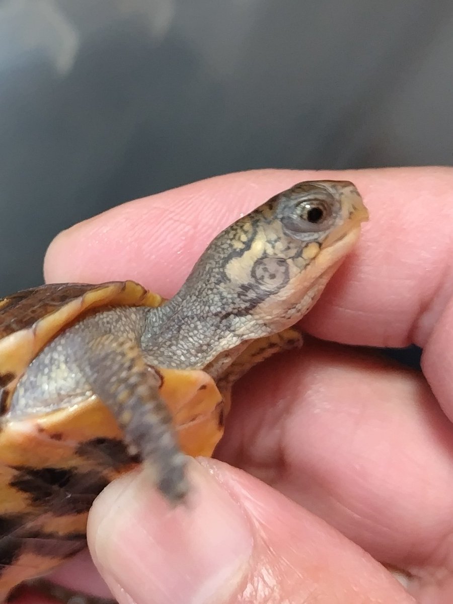 34_wgnc's tweet image. 良い感じに育っていますね。　(^⁠_⁠^)
#トウブハコガメ 
#Easternboxturtle 
#Terrapenecarolinacarolina 
#burikura