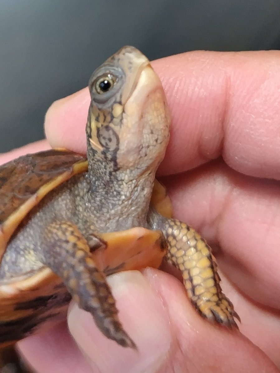 34_wgnc's tweet image. 良い感じに育っていますね。　(^⁠_⁠^)
#トウブハコガメ 
#Easternboxturtle 
#Terrapenecarolinacarolina 
#burikura