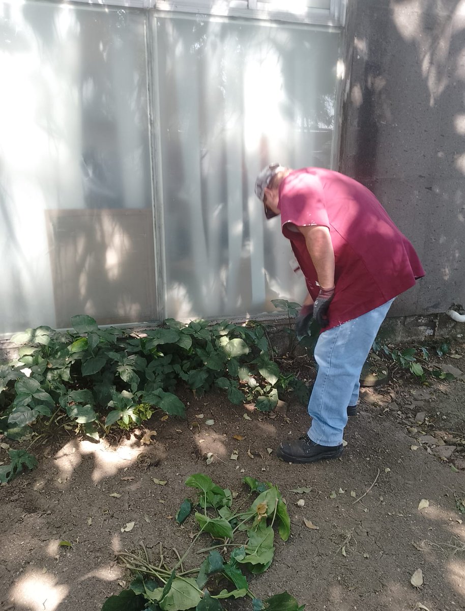 IsssteZonaSur's tweet image. 🌿💪 ¡Viernes con actitud y la Cuadrilla al 💯!
Bajo la gestión de la Subdelegación de Administración, el Departamento de Obras continúa los trabajos en la Clínica de Especialidades Churubusco, donde se atiende el jardín para prevenir encharcamientos 🌧️✨ y se revisa una fuga de…