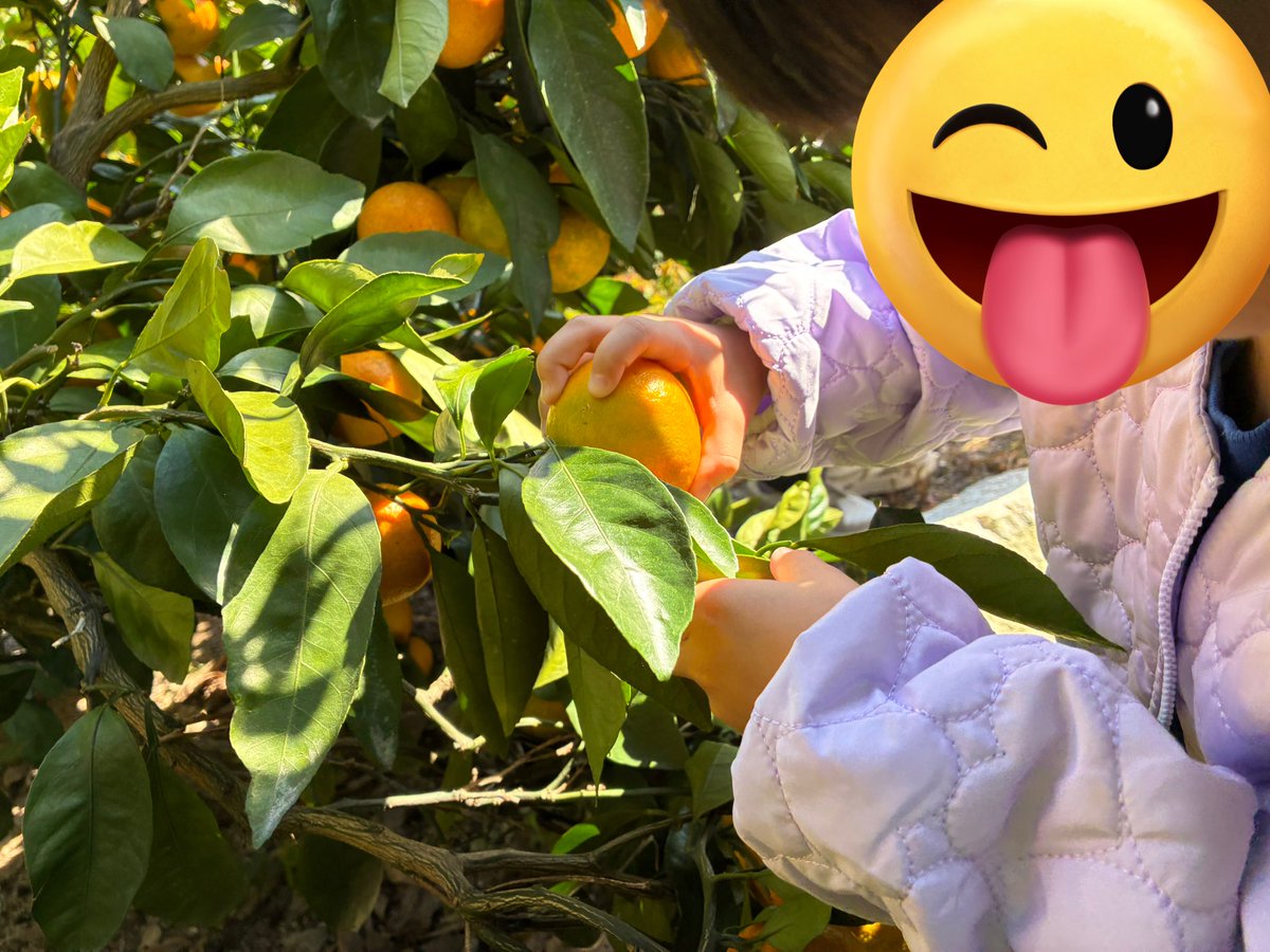 y_a_r_h's tweet image. 朝からみかん狩り🍊