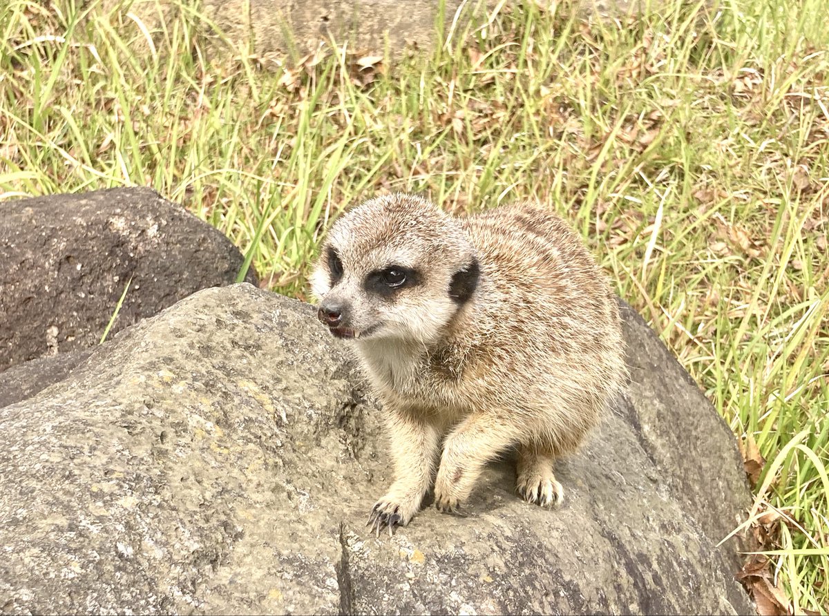 開園40周年記念の動物ガイド。本日、11月8日(土)13時10分にミーア