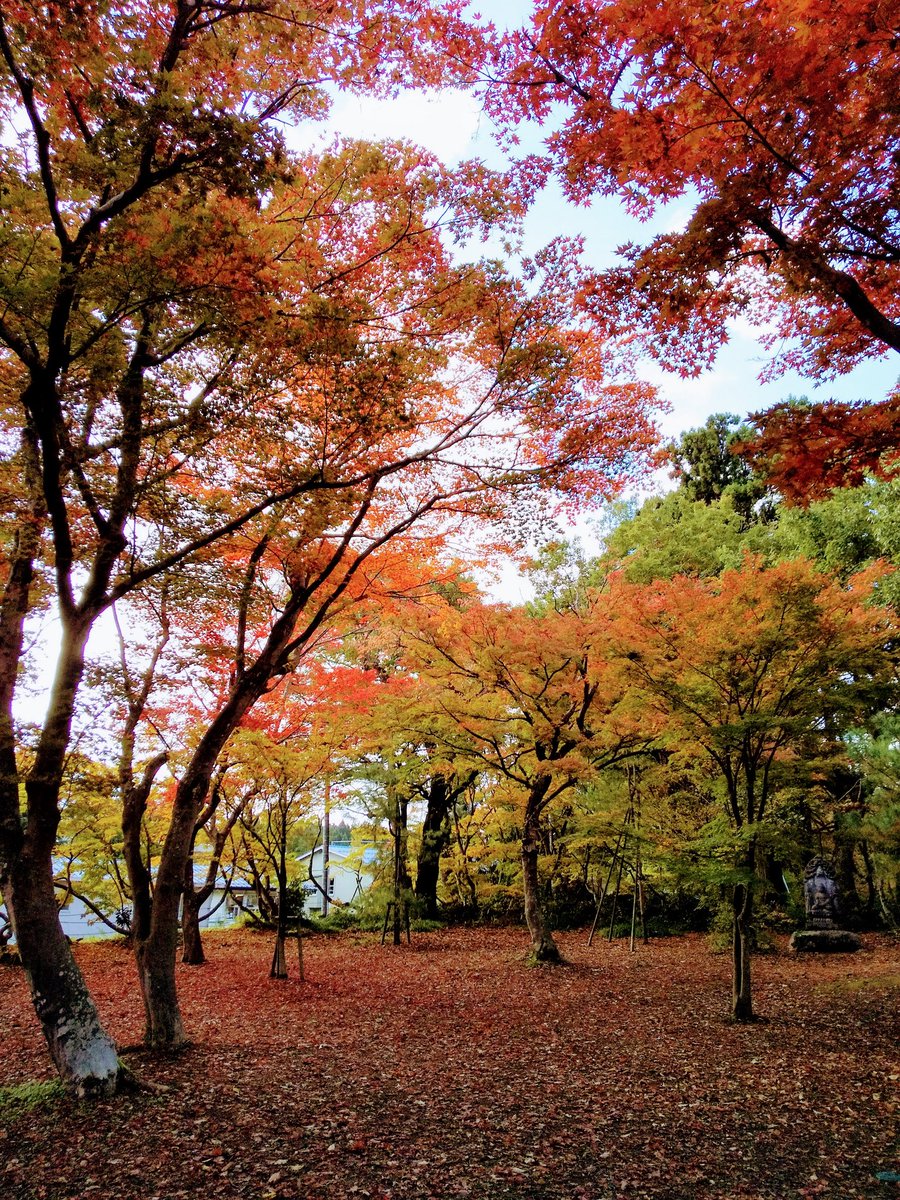 森の画廊「春もみじ」 森の画廊「春もみじ」 森の画廊「春もみじ