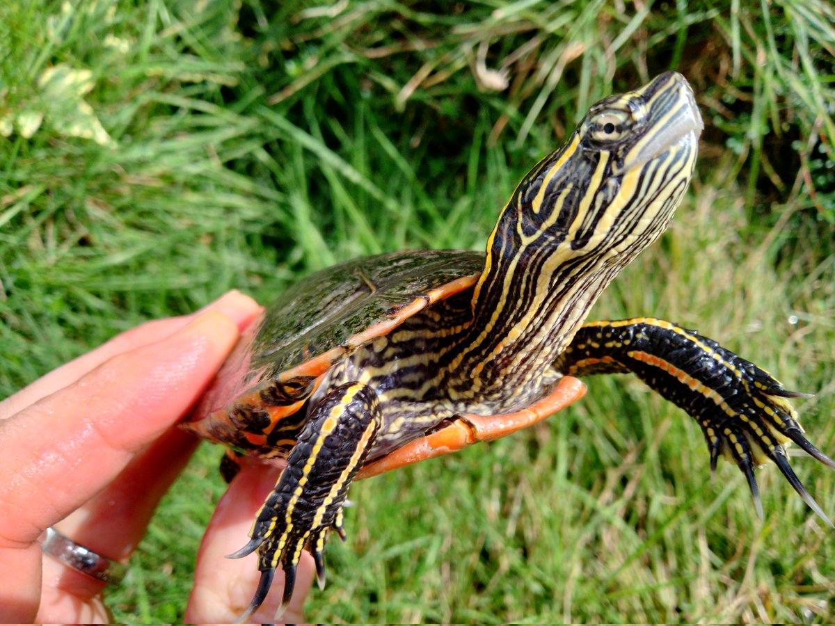 BONZO (@bonzo_n) / Posts / X