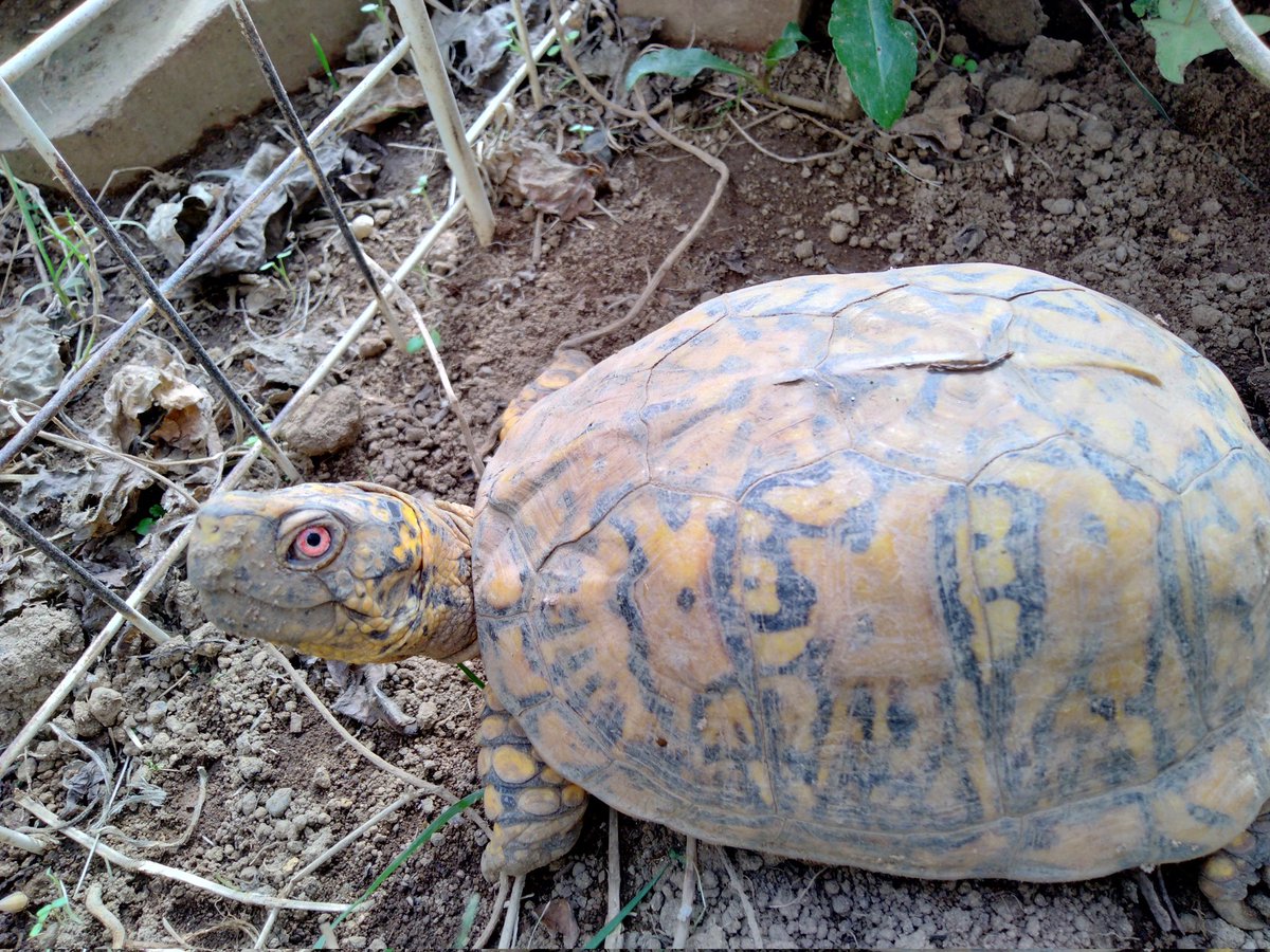 BONZO (@bonzo_n) / Posts / X