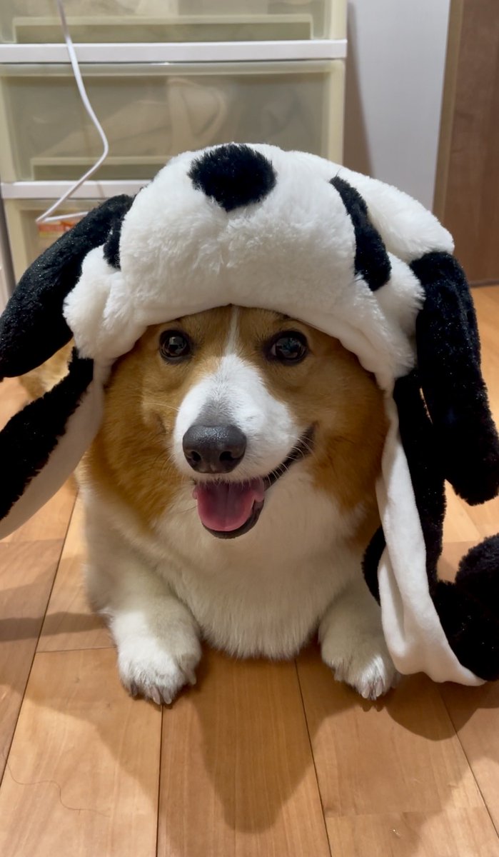 corgi_616161's tweet image. 可愛すぎてポケットに入れたいが入らないから我慢する🥹🩷🩷🩷#コーギー #corgi #もふもふ #コーギーのいる暮らし