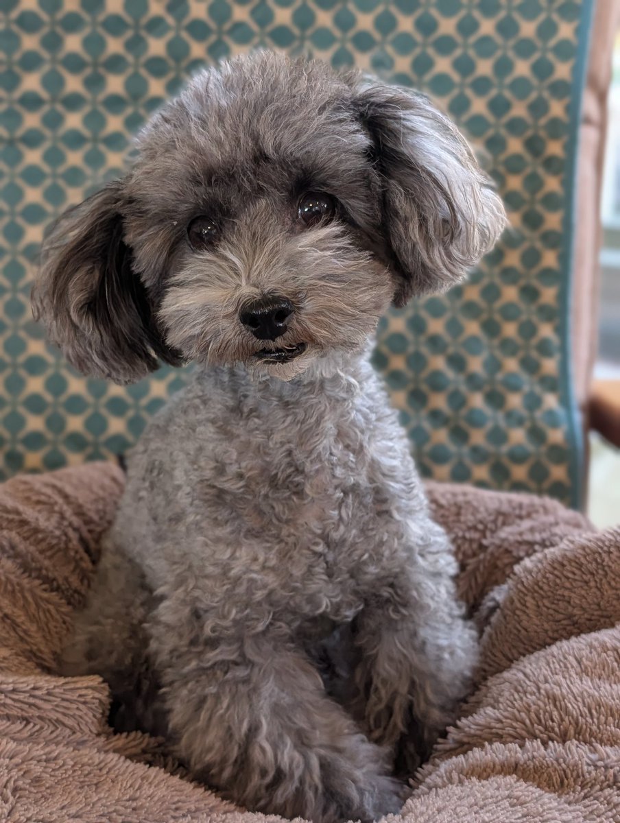 かずき✪webmobile on X