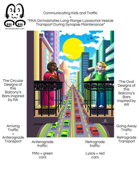 MalVanDeSande's tweet image. Here’s a recently finished #illustration #commission I did for a RL client at my work for their lab’s entry into the #iScience Journal! The image and its symbols represent different aspects of #neuroscience and #brain #communication. 🧠 #MatronicArt #neurology #artist #artistonx