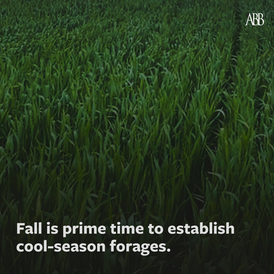 Angus Beef Bulletin Team tweet media