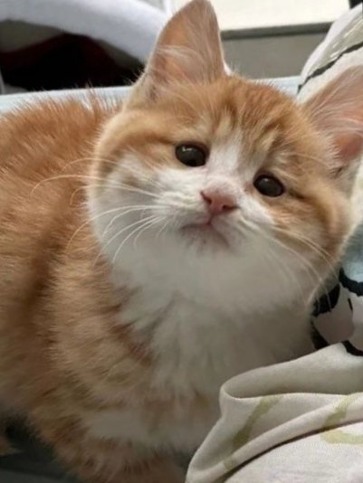 BatokNiYuki's tweet photo. they're  very similar, OMG haha
 my Yuki is very kitty coded 🤭😽 https://t.co/QBNlm0DFU4