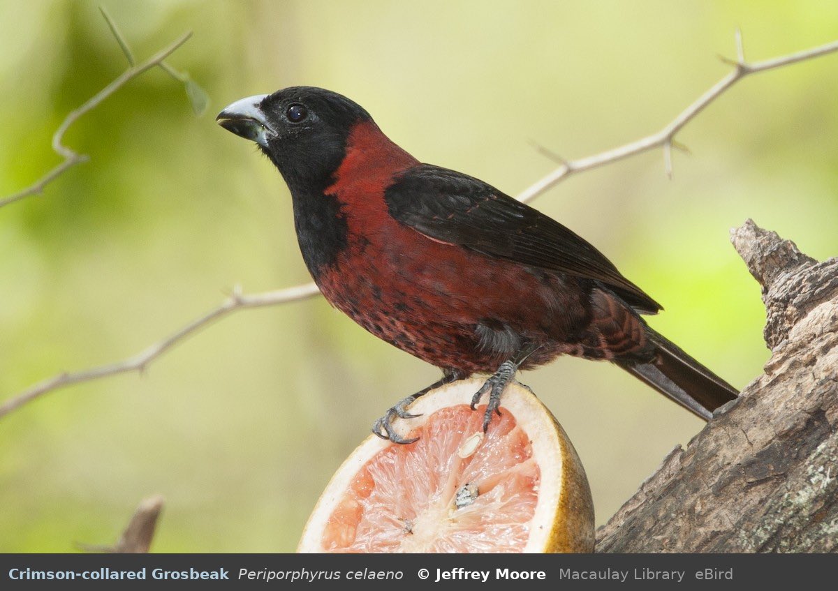 bird 49: crimson-collared grosbeak

> found in: northeastern Mexico, southern Texas
> habitat: tropical forests in lowlands and foothills
> eats: seeds, leaves
> status: least concern

photo by Jeffrey Moore