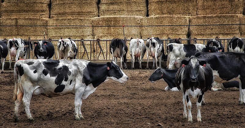 FACoalition's tweet image. .@CRLAInc wants to give PPE to rural dairy workers and provide information about what to do if they get sick, and how to protect themselves. But they can't focus their outreach on the bird flu hotspots without quarantine data. See more about our lawsuit: firstamendmentcoalition.org/news/post/stat…