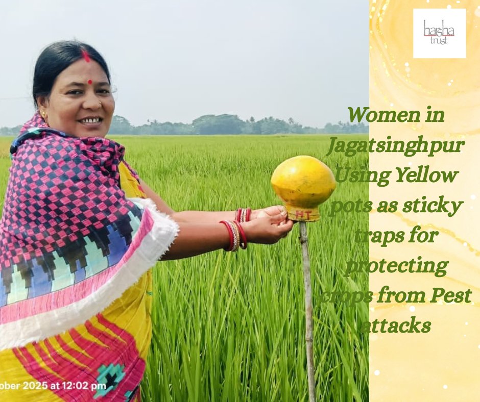harshatrust's tweet photo. Yellow Pot our new watchman to outsmart Pests - This simple pot is guarding our crops, no chemicals needed... 🎊🎊🎊

We are on a Roll.... with yet another simple yet effective innovation which is the Yellow Pot Trap Jagatsinghpur,Odisha, and Supported by HDFC Bank Parivartan https://t.co/XSFWoFq0Dm
