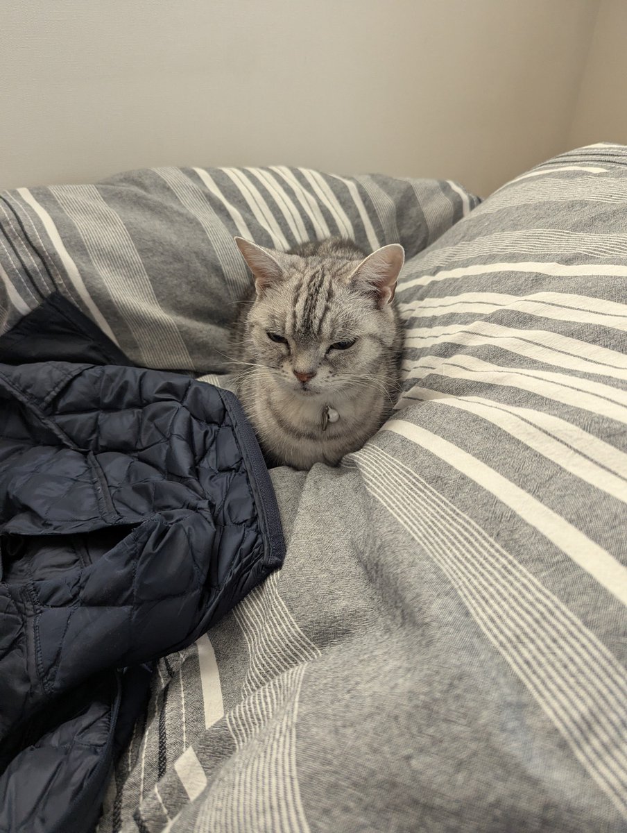 猫さん 猫さん 猫さん 猫さん Buy ZX 700 - B34330 | GOAT