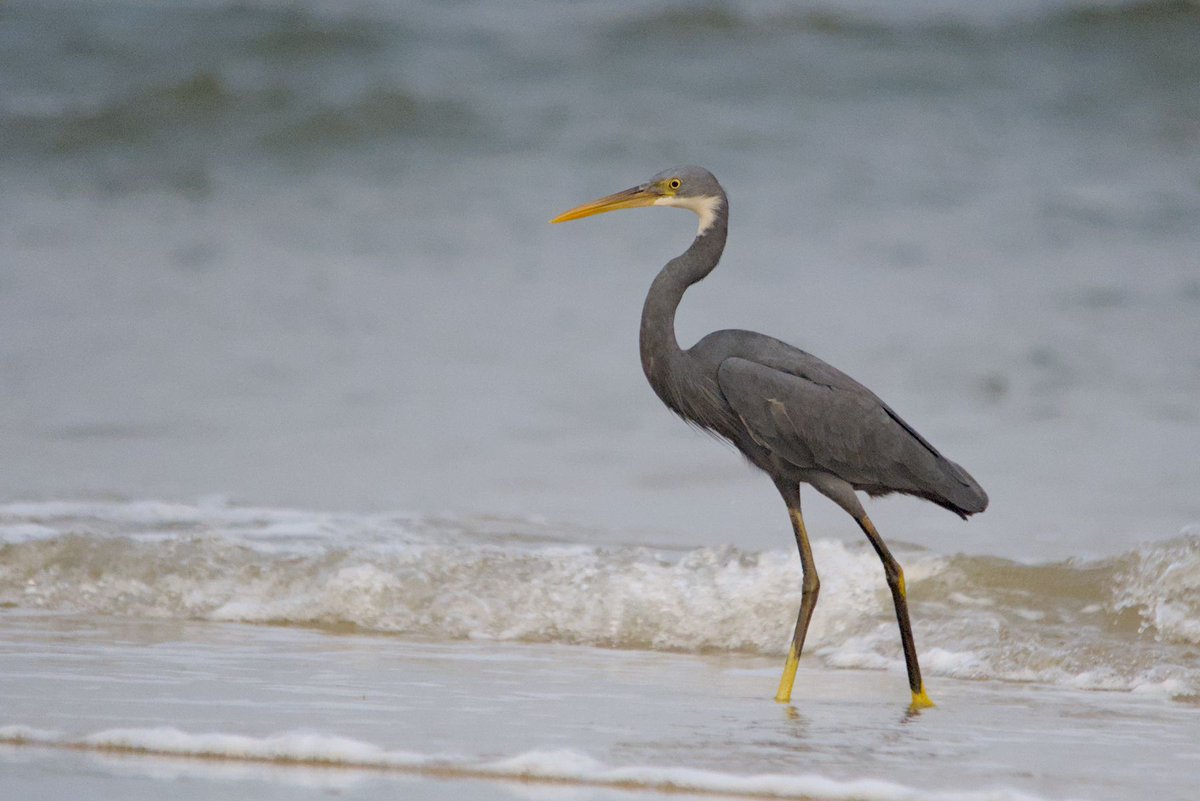 DHFloraFauna's tweet photo. The Western Reef Heron (*Egretta gularis*) inhabits coastal regions in West Africa, the Red Sea, the Persian Gulf, and parts of the Indian Ocean. It has two color morphs—white and dark grey—for camouflage in diverse habitats. 

#heron #westernreefheron https://t.co/h2PuPWMLkY