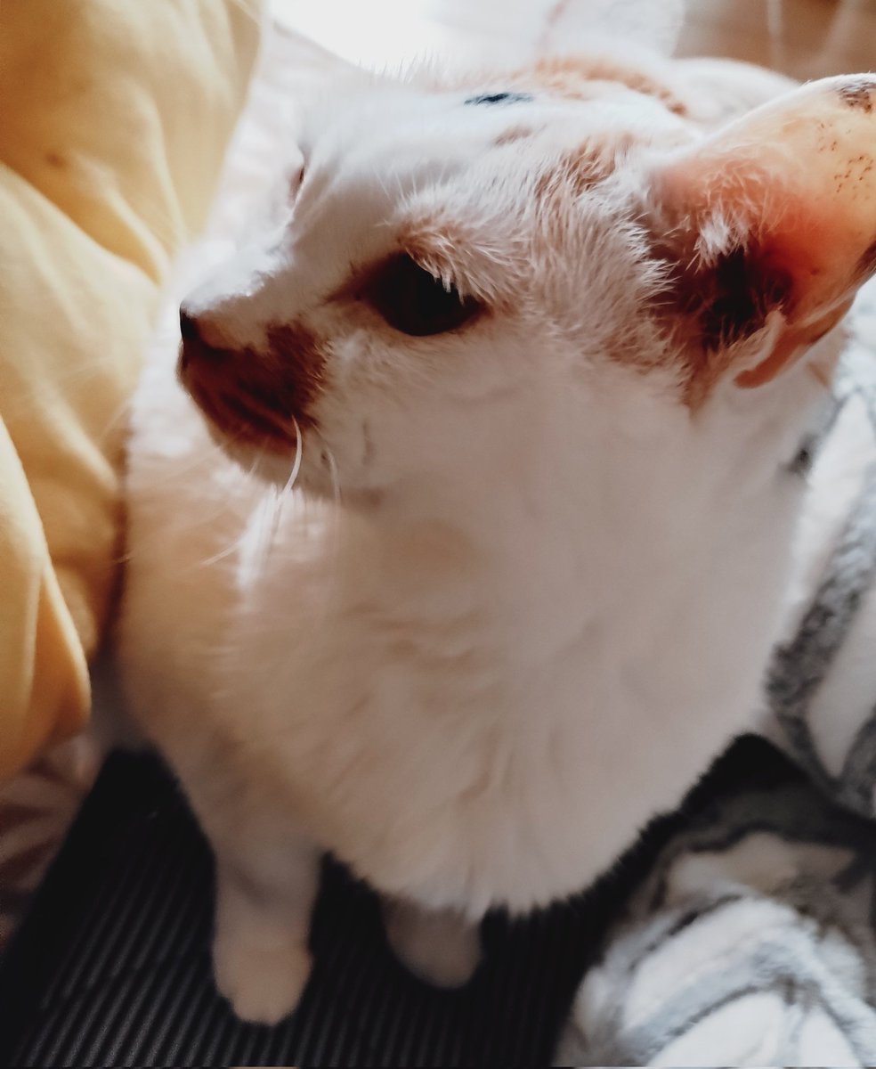 にゃおん にゃおん♪ on X