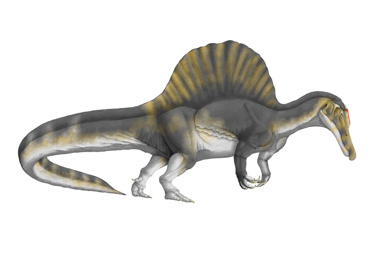 kta92751434's tweet image. ちょいとスピノサウルスの日には間に合いませんでしたが…
#スピノサウルス
#Spinosaurus