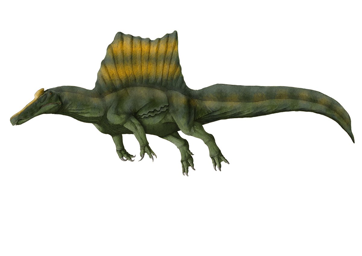 kta92751434's tweet image. ちょいとスピノサウルスの日には間に合いませんでしたが…
#スピノサウルス
#Spinosaurus