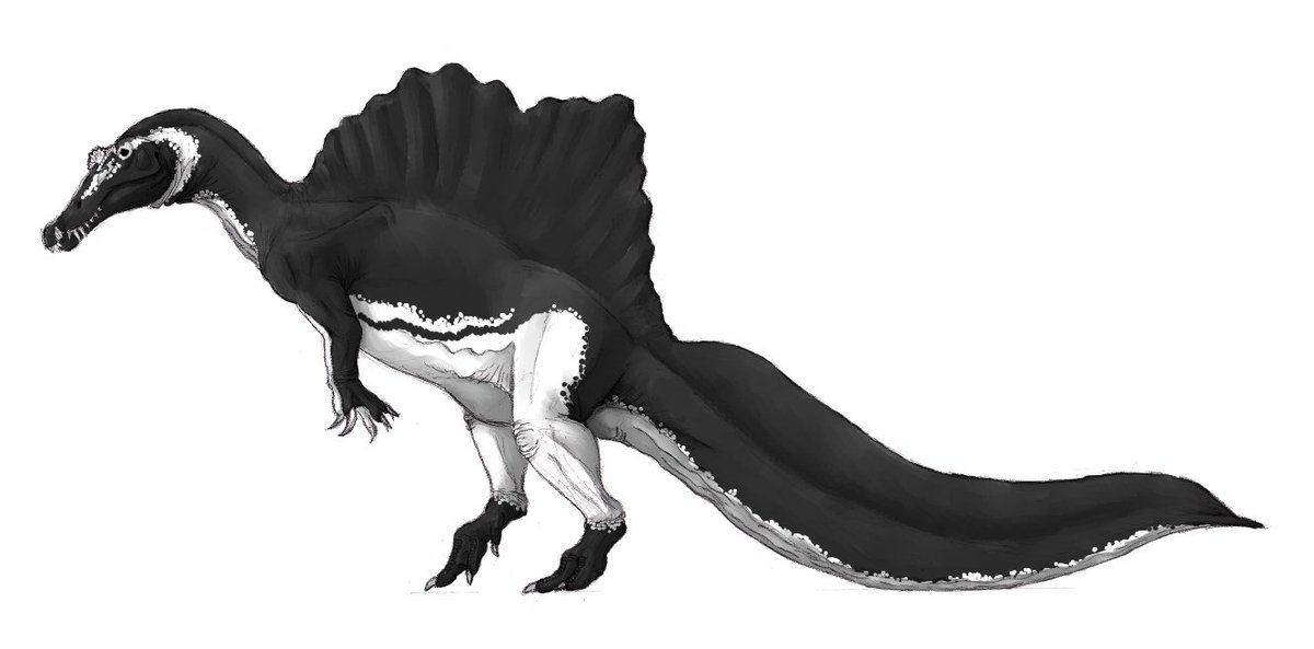 kta92751434's tweet image. ちょいとスピノサウルスの日には間に合いませんでしたが…
#スピノサウルス
#Spinosaurus